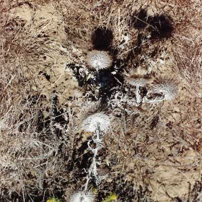 Landscape and Plants of Coastline, The Nature Conservancy - Undated 4" x 6" color photograph