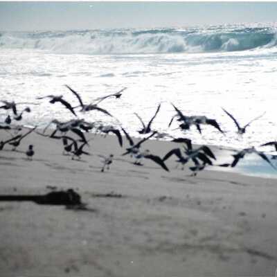 Shorebirds along the ocean - Undated 4" x 6" color photograph