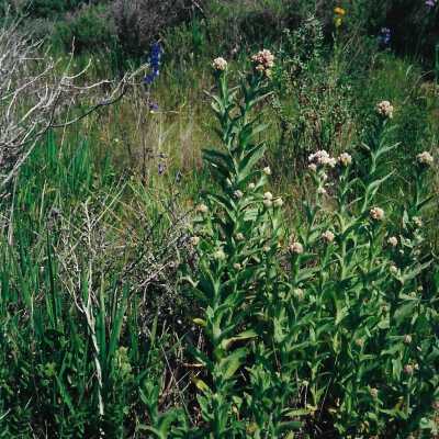 Flowers from Oso Flaco Corepsis Hill Outing with Kathleen Goddard Jones, 4/12/00 - 4" x 6" color photograph