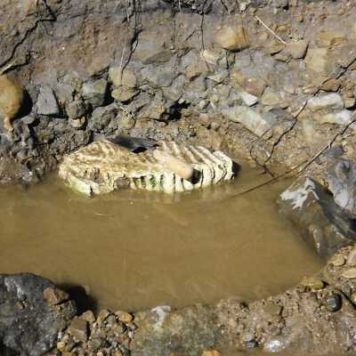 Pecho Coast Trail, Fossil hunting, The Nature Conservancy, 2/1/1993 - 3.5" x 5" color photograph