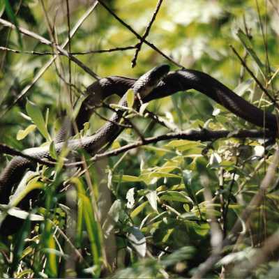 1993 by Carol Flash, The Nature Conservancy - 4" x6" color photograph - Rattlesnake photo taken July 4