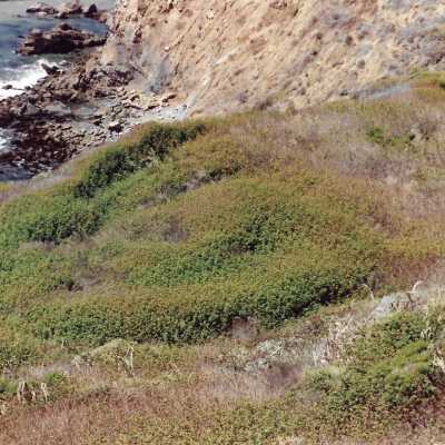 Landscape and Plants of Coastline, The Nature Conservancy - Undated 4" x 6" color photograph