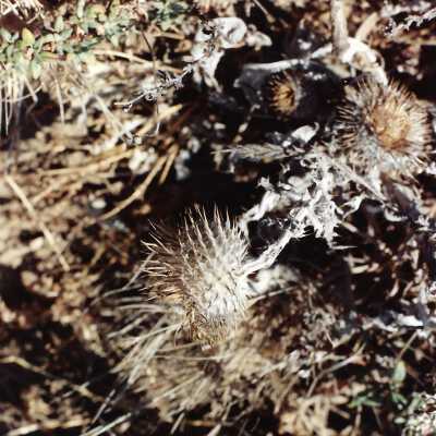 Landscape and Plants of Coastline, The Nature Conservancy - Undated 4" x 6" color photograph