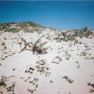 Dunes landscspe, 8/29/2005 - 5" x 7" color photograph