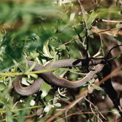 1993 by Carol Flash, The Nature Conservancy - 4" x6" color photograph - Rattlesnake photo taken July 4