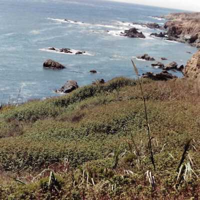 Landscape and Plants of Coastline, The Nature Conservancy - Undated 4" x 6" color photograph