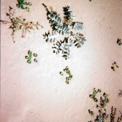Dune plants, 8/29/2005 - 5" x 7" color photograph