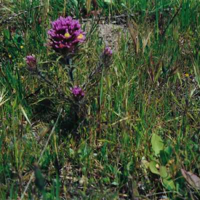 Flowers from Oso Flaco Corepsis Hill Outing with Kathleen Goddard Jones, 4/12/00 - 4" x 6" color photograph