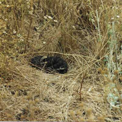 1993 by Carol Flash, The Nature Conservancy - 4" x6" color photograph - Rattlesnake photo taken July 4