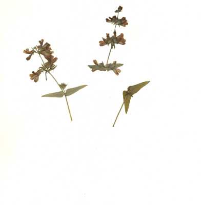 Common Name: Purple Chinese Houses Scientific Name: Collinsia heterophylla Buist ex Graham Family: Plantaginaceae San Luis Obispo County, CA, USA Collected by Kathleen Goddard Jones Date: 1970's
