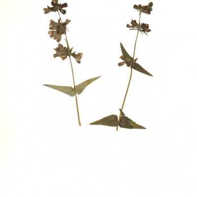 Common Name: Purple Chinese Houses Scientific Name: Collinsia heterophylla Buist ex Graham Family: Plantaginaceae San Luis Obispo County, CA, USA Collected by Kathleen Goddard Jones Date: 1970's