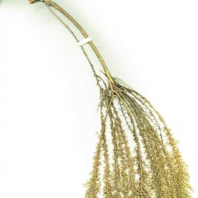 Common Names: California Goldenbush, Mock Heather Scientific Name: Ericameria ericoides (Less