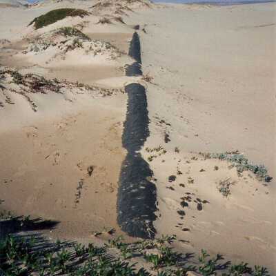 Guadalupe Dunes Preserve aka Rancho Guadalupe Beach County Park
