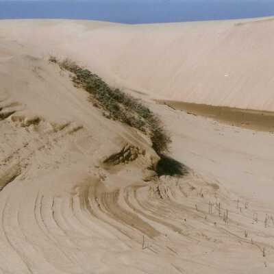 Near Coreopsis Hill, April 1998, Don Wood