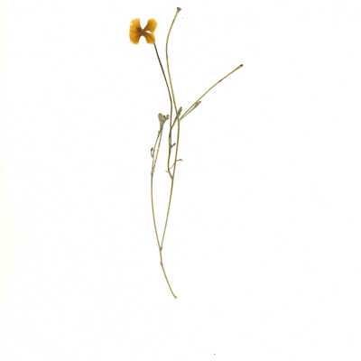 Common Name: California Poppy Scientific Name: Eschscholzia californica Cham