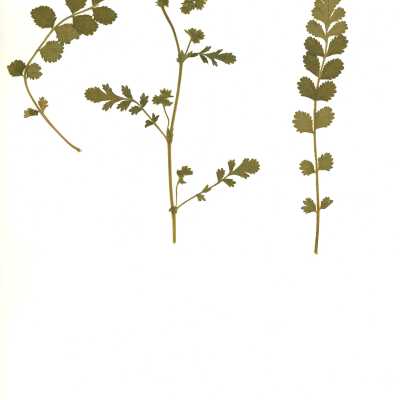 Common Name: Wedge Leaf Horkelia Scientific Name: Horkelia cuneata Lindl