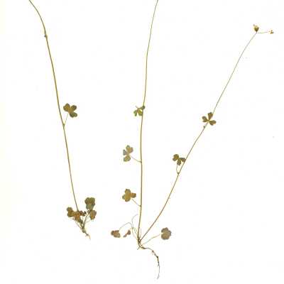Common Name: Hillside Woodland Star Scientific Name: Lithophragma heterophyllum (Hook