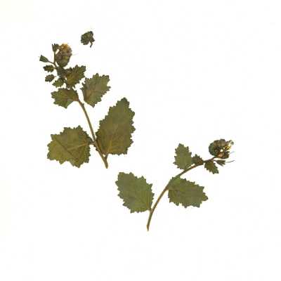 Common Name: Sticky Phacelia Scientific Name: Phacelia viscida (Lindl