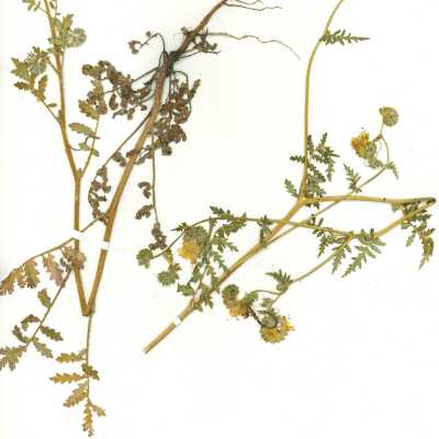 Common Name: Lacy Phacelia Scientific Name: Phacelia tanacetifolia Benth