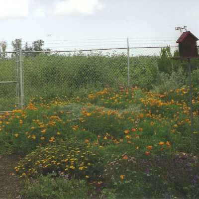 Dunes Discovery Center garden 5/98.