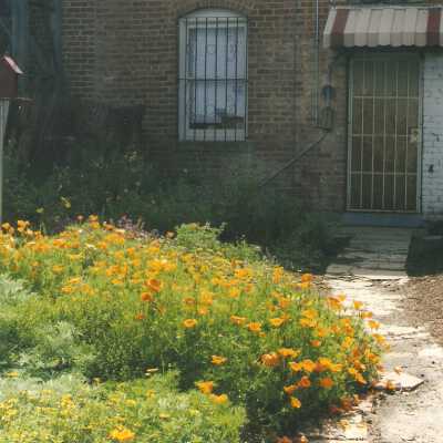 Dunes Discovery Center garden 5/98.