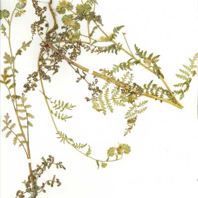 Common Name: Lacy Phacelia Scientific Name: Phacelia tanacetifolia Benth