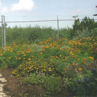 Dunes Discovery Center garden 5/98.
