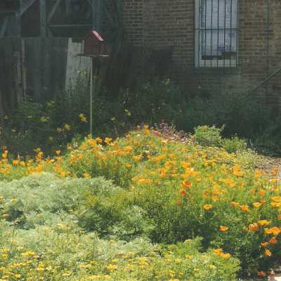 Dunes Discovery Center garden 5/98.