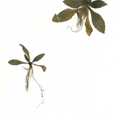 Common Name: Common Plantain Scientific Name: Plantago major L