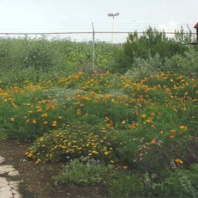 Dunes Discovery Center garden 5/98.