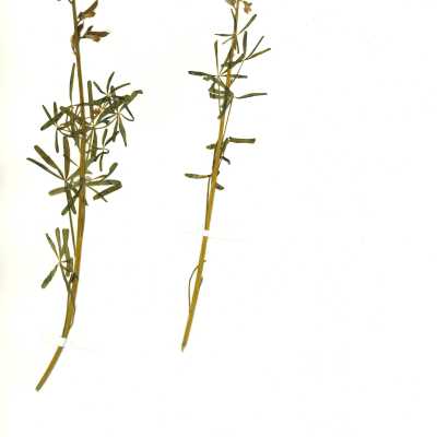 Common Names: Blunt Leaved Lupine, Collared Annual Lupine, Truncate Leaf Lupine Scientific Name: Lupinus truncatus Nutt
