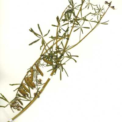 Common Names: Blunt Leaved Lupine, Collared Annual Lupine, Truncate Leaf Lupine Scientific Name: Lupinus truncatus Nutt