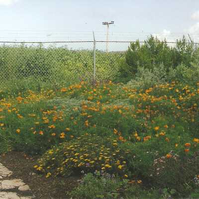 Dunes Discovery Center garden 5/98.