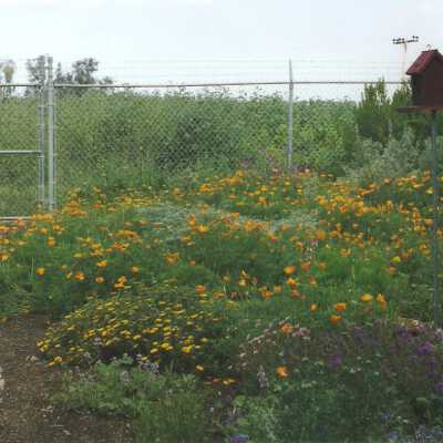 Dunes Discovery Center garden 5/98.