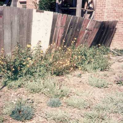 Dunes Discovery Center garden 10/96.