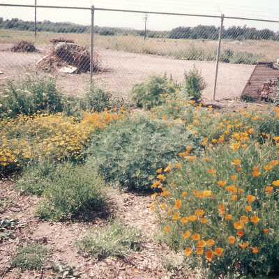 Dunes Discovery Center garden 10/96.