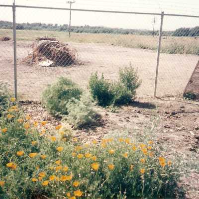 Dunes Discovery Center garden 10/96.