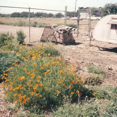 Dunes Discovery Center garden 10/96 california poppies.
