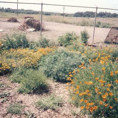 Dunes Discovery Center garden 10/96.