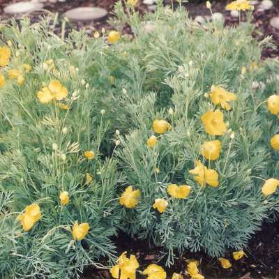 Dunes Discovery Center garden 5/98 california poppies.