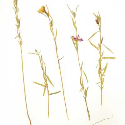 Common Names: Winecup Clarkia, Purple Clarkia Scientific Name: Clarkia purpurea (Curtis) A