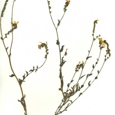 Common Names: Seaside Fiddleneck, Woolly Breeches Scientific Name: Amsinckia spectabilis Fisch