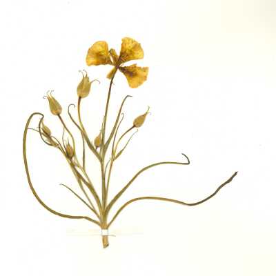 Common Name: Yellow Mariposa Lily Scientific Name: Calochortus luteus Lindl