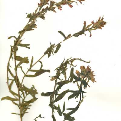 Common Name: Indian Paintbrush Scientific Name: Castilleja sp