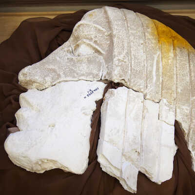 Pharoah head