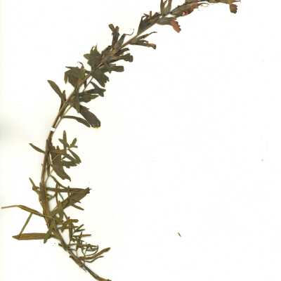 Common Name: Indian Paintbrush Scientific Name: Castilleja sp