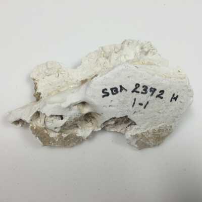 Hind Quarter of Sphinx, Ten Commandments