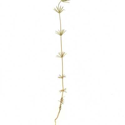 Common Name: Whiskerbrush Scientific Name: Leptosiphon ciliatus (Benth