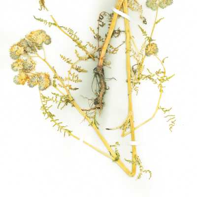 Common Name: Lacy Phacelia Scientific Name: Phacelia tanacetifolia Benth