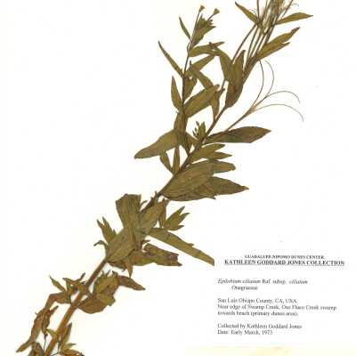 Common Names: Fringed Willowherb, Northern Willowerb Scientific Name: Epilobium ciliatum Raf